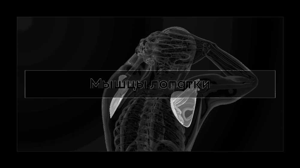 Исследование лопатки человека: строение, функции и особенности