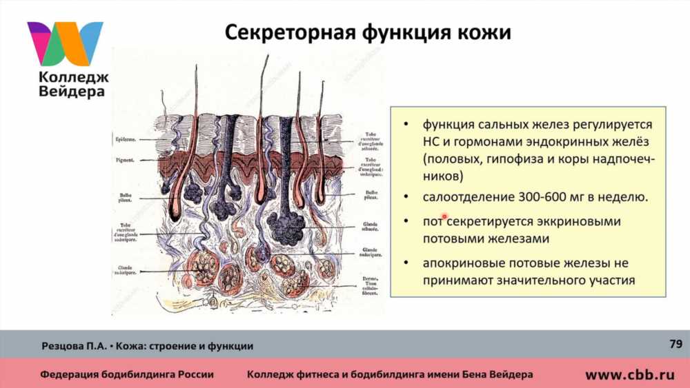 Исследование строения и свойств дермы: ключевые аспекты кожи человека