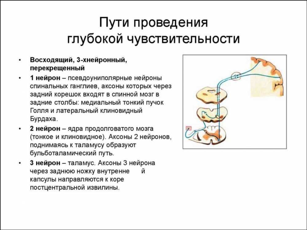 Как развить у ребенка жевательный рефлекс: значимость формирования правильных привычек