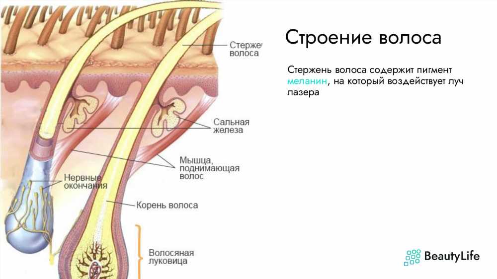 Максимальная эффективность: Подробный гид по проведению лазерной эпиляции