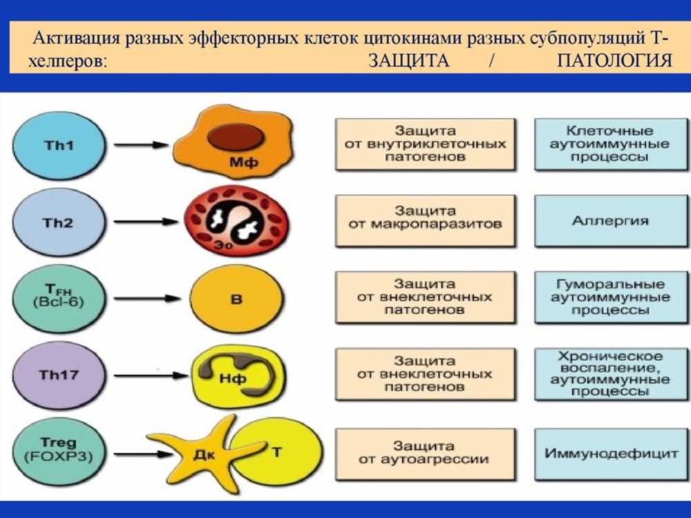 Полный гид по эритроцитам: строение, функции и роль в организме