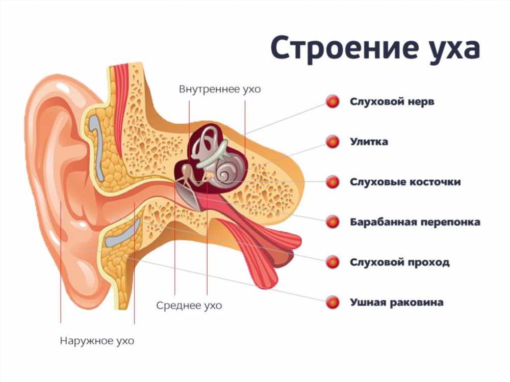 Ушная сера: состав, функции и значение для здоровья ушей