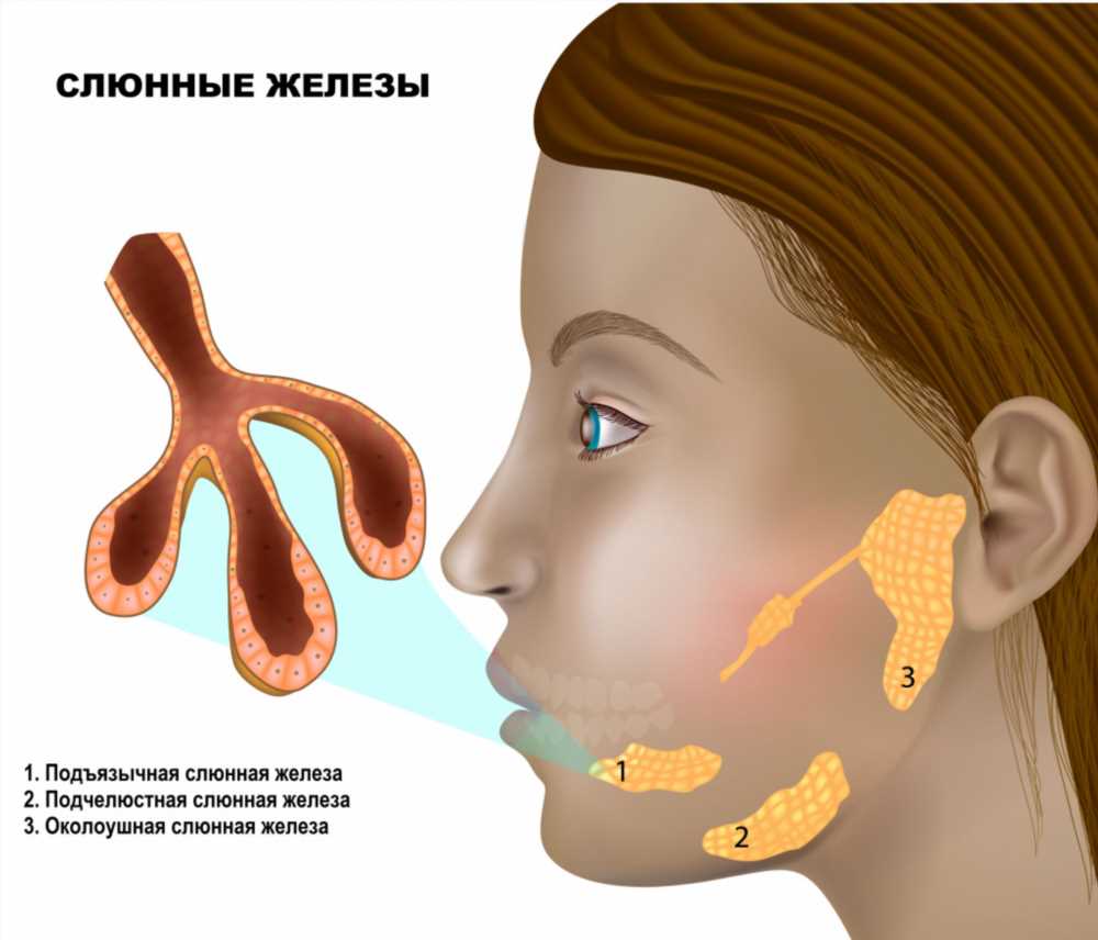 Все о составе человеческой слюны: ключевые компоненты и их функции