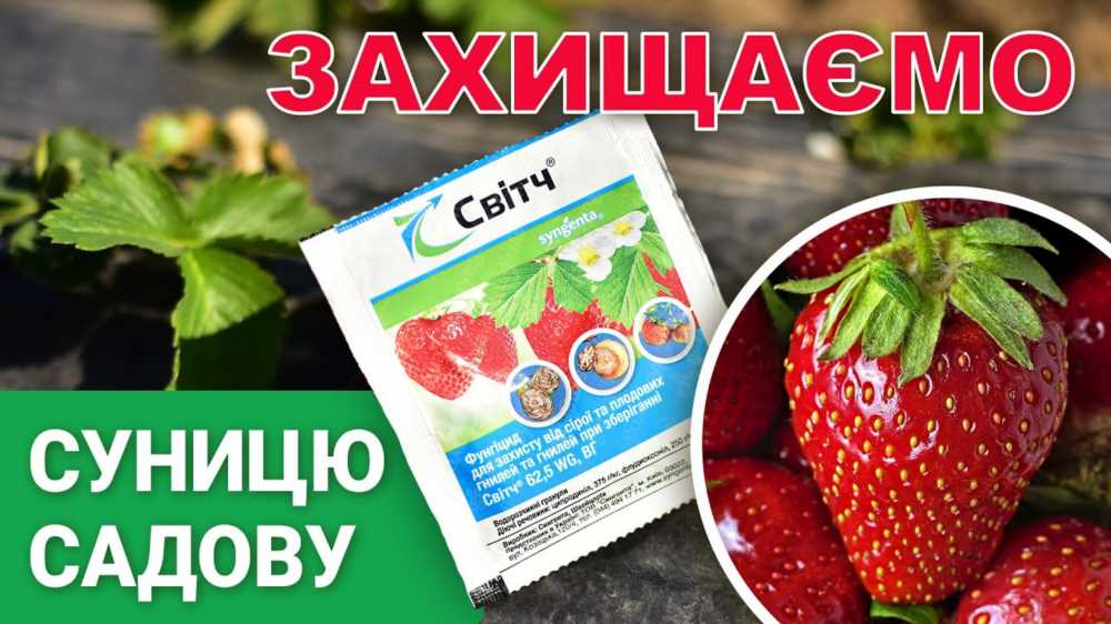 Земляника: Вкусное Лекарство от Природы